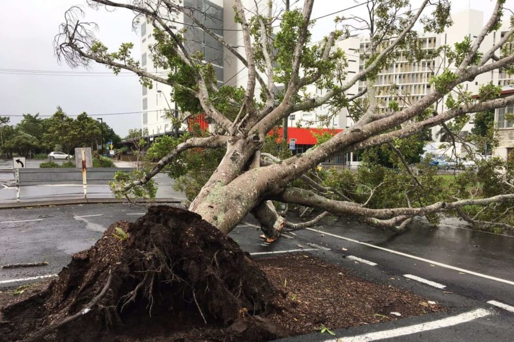 Wind and rain from Cyclone Debbie tore this tree from the ground in Mackay.