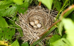 Sylvia borin. The nest of the Garden Warbler in nature. Russia. Russia, the Ryazan region (Ryazanskaya oblast), the Pronsky District.