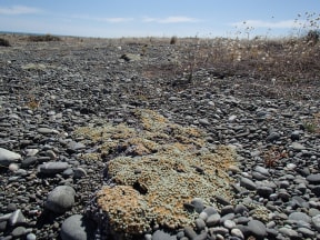 Kaitorete Spit is made of rounded river rocks that have washed down from the Southern Alps. The top of the spit shown here is stable and vegetated, but the beach is very steep and mobile.