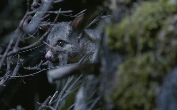 Possum