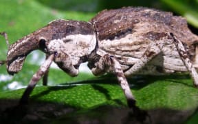 Ngaio weevil