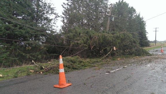 The storm brought trees and power lines down.
