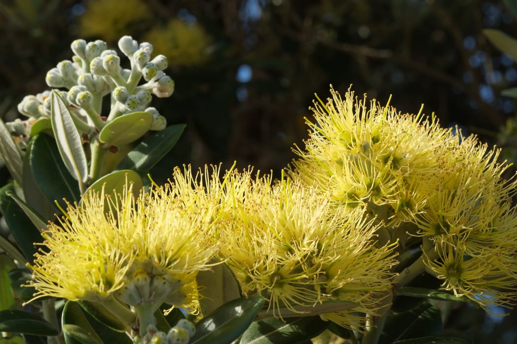 Pōhutukawa (Metrosideros excelsa), in flower, Manukau City, New Zealand. This is the variety "Aurea", a yellow-flowering cultivar of M. excelsa, a variant that occurs naturally on Mōtiti Island, Bay of Plenty, New Zealand