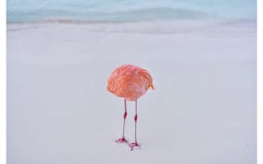 A photo of a flamingo standing on a white beach. Its head is tucked behind itself in such a way that it looks headless.