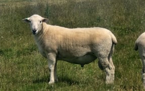 A Wiltshire crossed with an Exlana shedding ram from Enfield Genetics breeder Grant Kean.