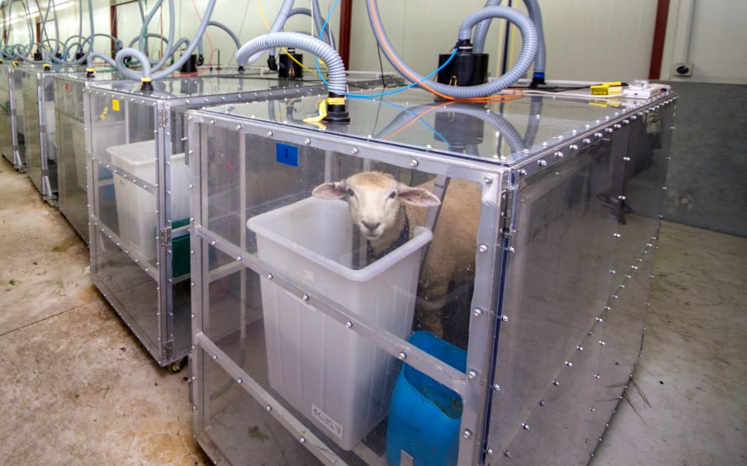 This sheep is part of another research project that investigates food additives that suppress methane production in the rumen, the first chamber in the stomach of cud-chewing animals like sheep and cattle.
