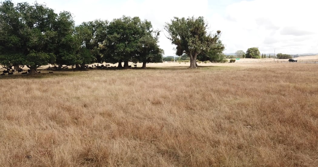 Northland drought, Kaikohe area