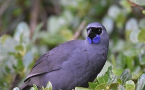 North Island kōkako. Photo / Spencer McIntyre