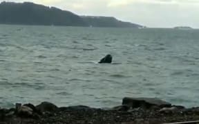 A cyclist stopped to enjoy a spot of whale watching.