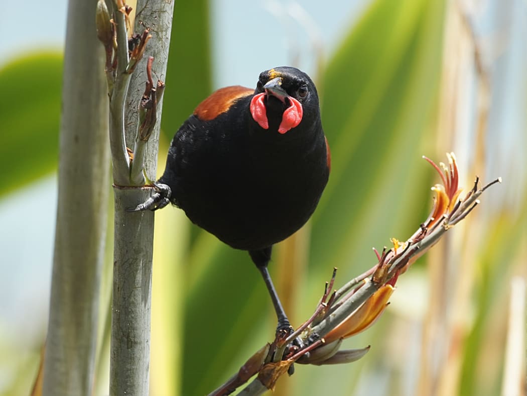 A North Island saddleback photographed on Tiritiri Matangi Island