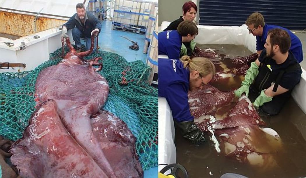 The colossal squid (left) on the deck of the Antarctic toothfish fishing boat the San Aspiring, with skipper John Bennett; (right) Kat Bolstad and a team of students holding the body of the colossal squid after it was thawed, during the live stream of their examination.