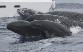 False killer whales
