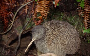 Kiwi are returning to Auckland's Hunua Ranges