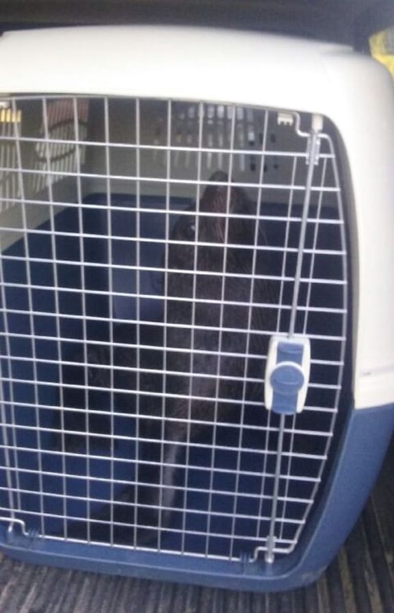 The captured seal in a carrier.