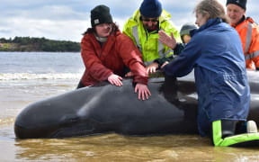 Rescuers work to save a whale on a beach in Macquarie Harbour on the rugged west coast of Tasmania on September 25, 2020, as Australian rescuers were forced to begin euthanising some surviving whales from a mass stranding that has already killed 380 members of the giant pod. (Photo by Mell CHUN / AFP)