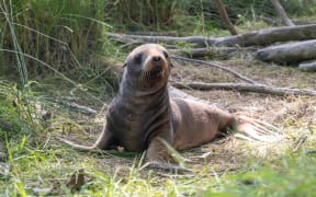 The sea lion pup was born on the banks of the Clutha River after her mother swam 60km from the coast.