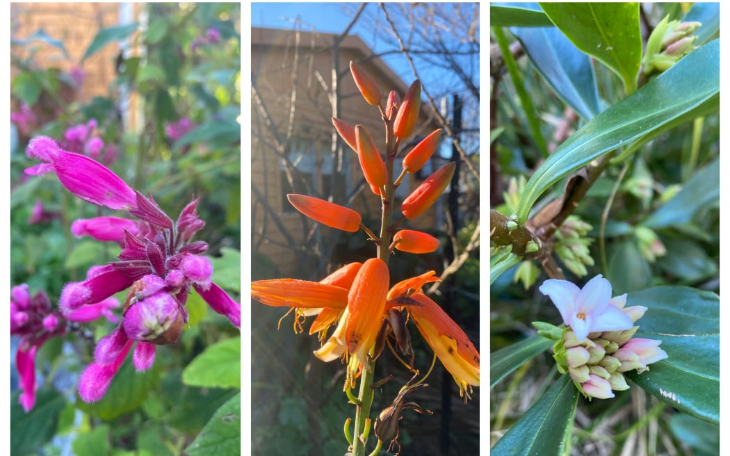 Winter blooms