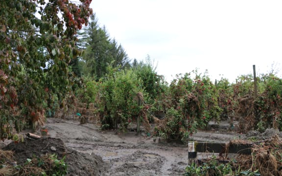 Silt turning back to sludge after rain in Puketapu in Hawke's Bay.