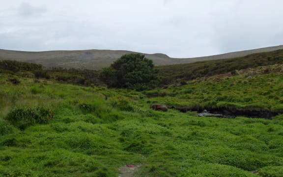 The world's loneliest tree and a sealion on uninhabited Campbell Island.