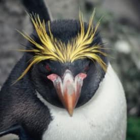 Photo for Macaroni penguin