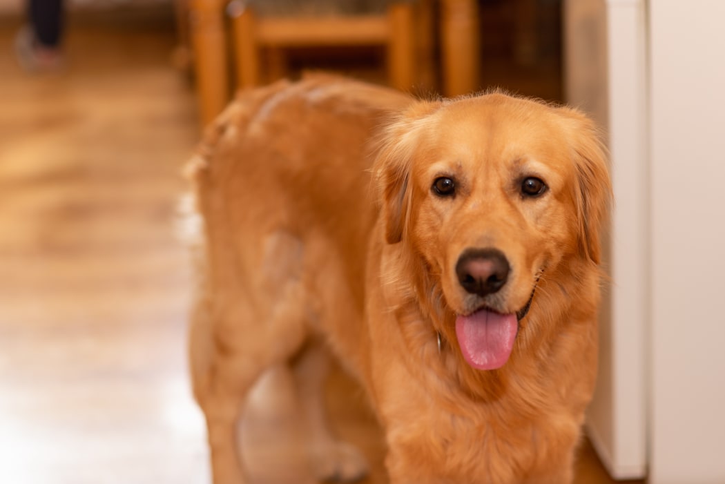 A Golden Labrador Retriever bored on a wooden floor in the kitchen.