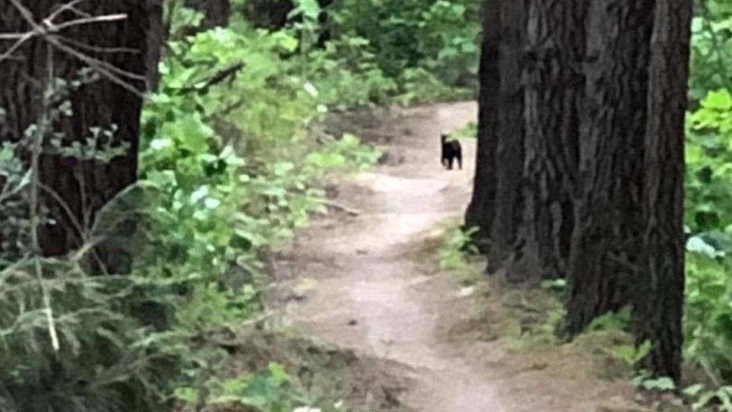 A glimpse of an animal on the Perseverance Bike track near Hanmer Springs.