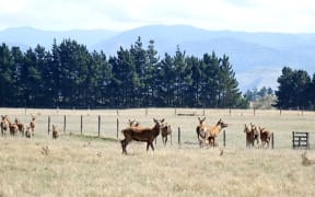 Farmed deer in central Hawkes Bay.