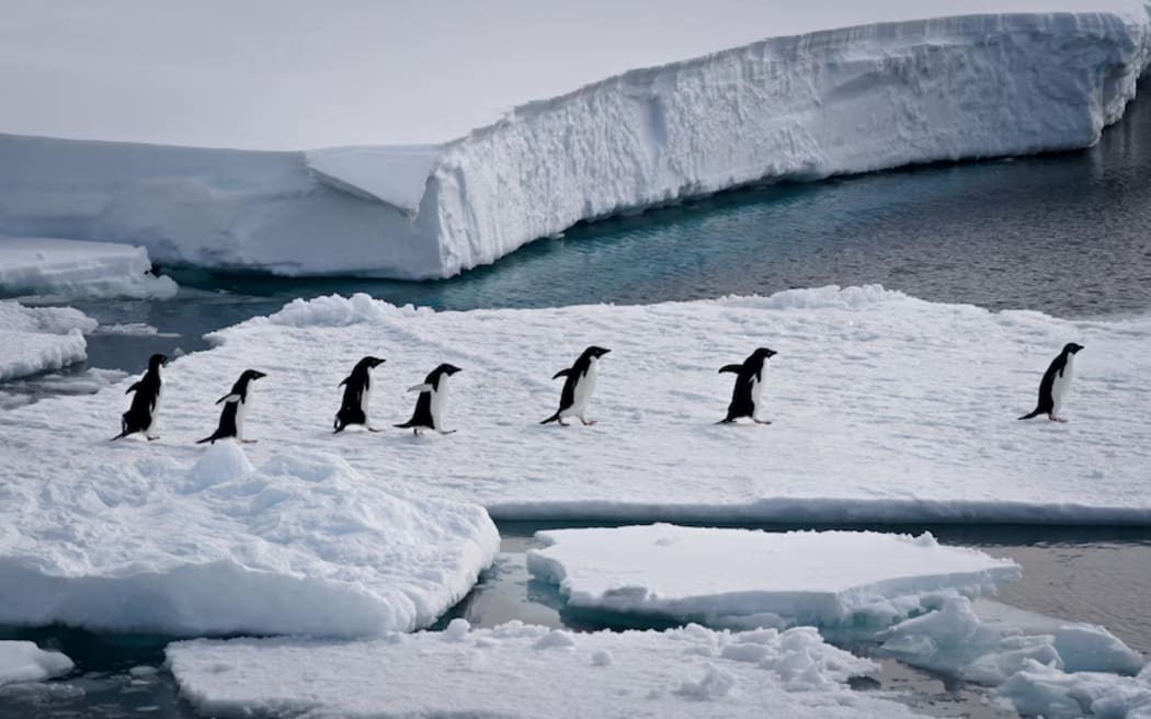 The H5 bird flu stain has not yet reached the Australian Antarctic Territory.