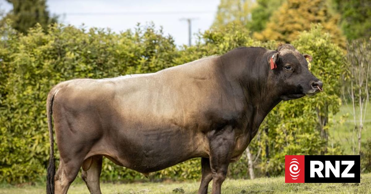 Record number of bulls join LIC's artificial breeding programme | RNZ