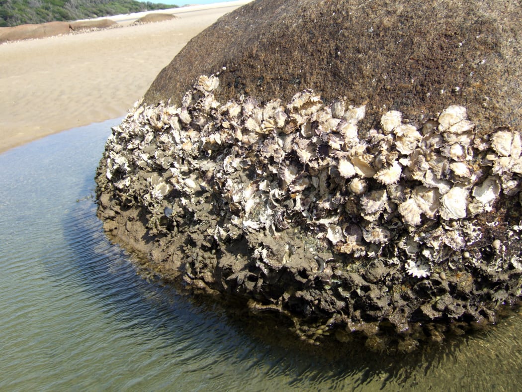 NZ Rock Oyster