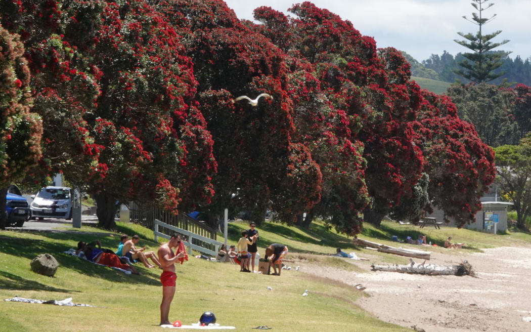 Pōhutukawa are in full bloom around Northland and Coromandel, including here along Paihia’s waterfront, due to what botanists call a mast event. Photo: RNZ / Peter de Graaf