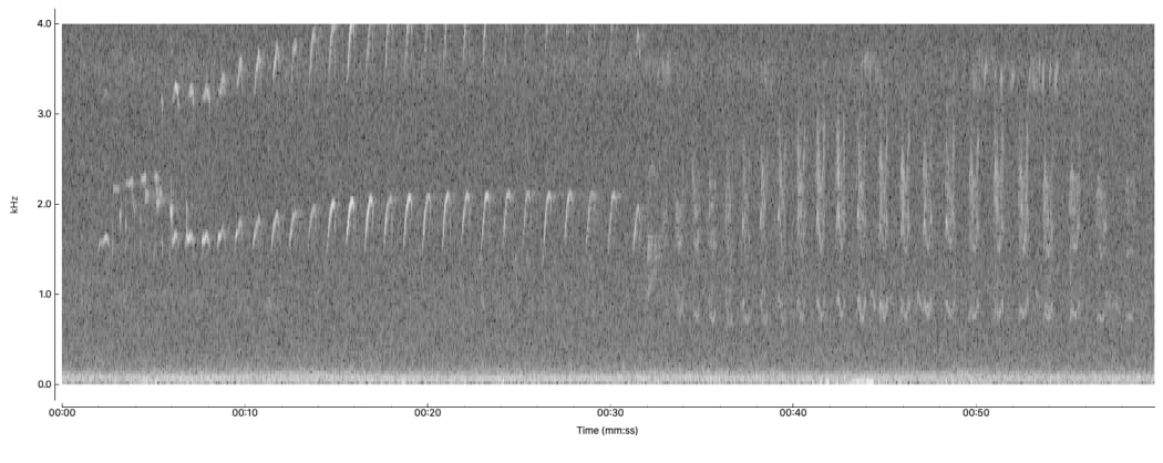 A spectrogram of the duet calls of a pair of North Island brown kiwi. The higher frequency calls for the first 30 seconds are the male (with a layer of harmonics) and the lower-pitched female joins in halfway through.