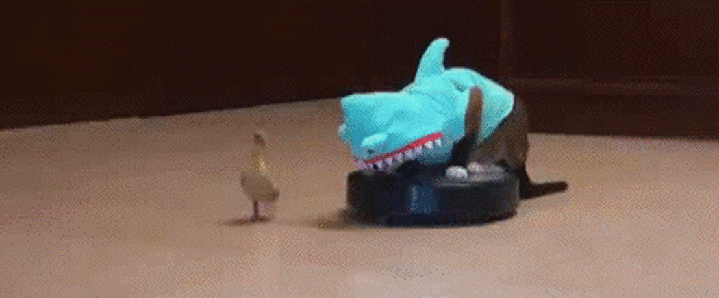 A .GIF of a cat in a shark costume riding a roomba. Chasing a duck.
