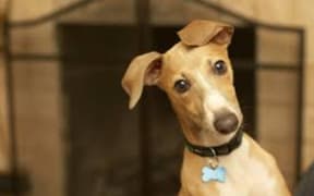 greyhound