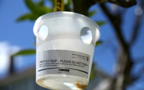 Fruit fly trap on the property where the fruit fly was found in Grey Lynn, Auckland.