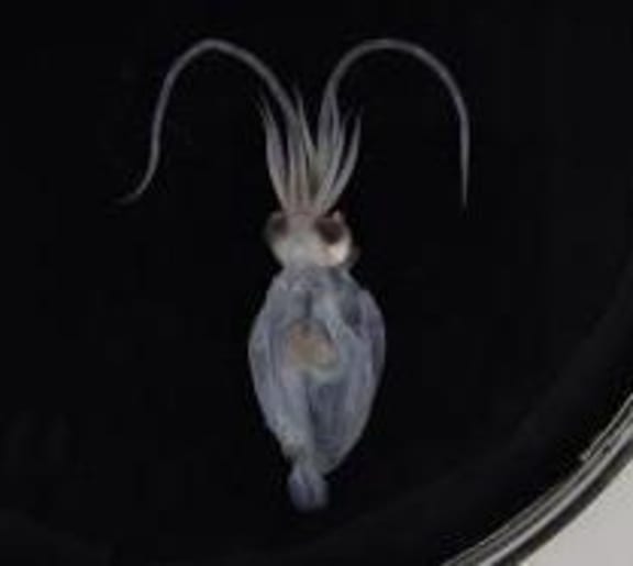 This juvenile 12 cm colossal squid could grow to more than 6 metres in length. Colossal squid belong to a family of squid known as the glass squids and its mantle is very transparent