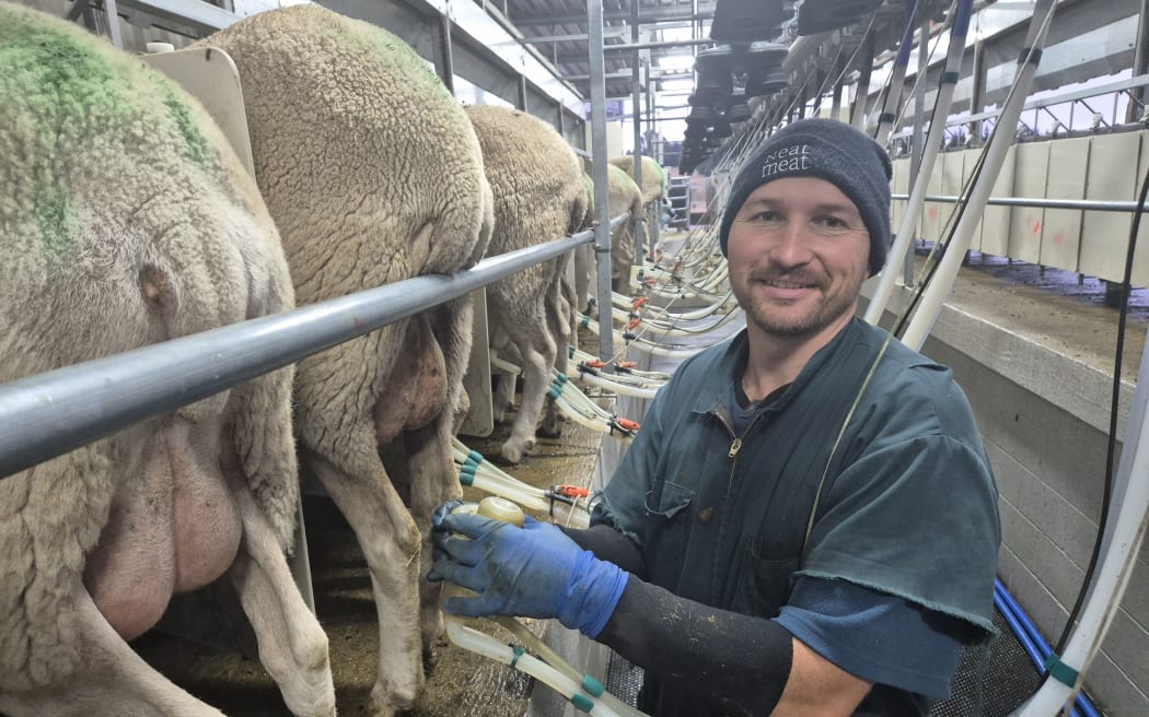 Sean says they'll be drying the milking herd off at the end of March, but still need plenty of good feed to ensure lambing goes well.
