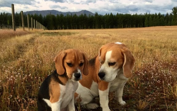 Bean, who turned out not to be purebred, with another beagle.