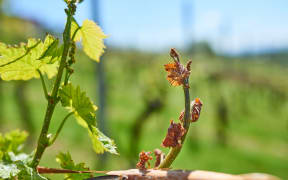 Spring frost damage in vineyard. Grapes frost damage. Frost Grape by slight frost winter injury.