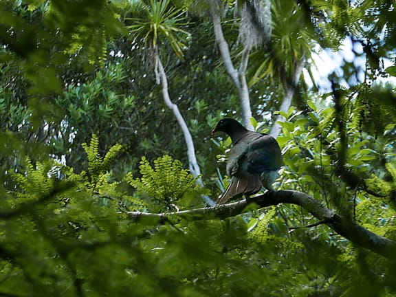 4lxguzw gallery image 74516