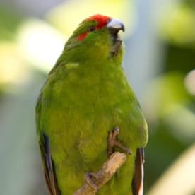 Photo for Kākāriki