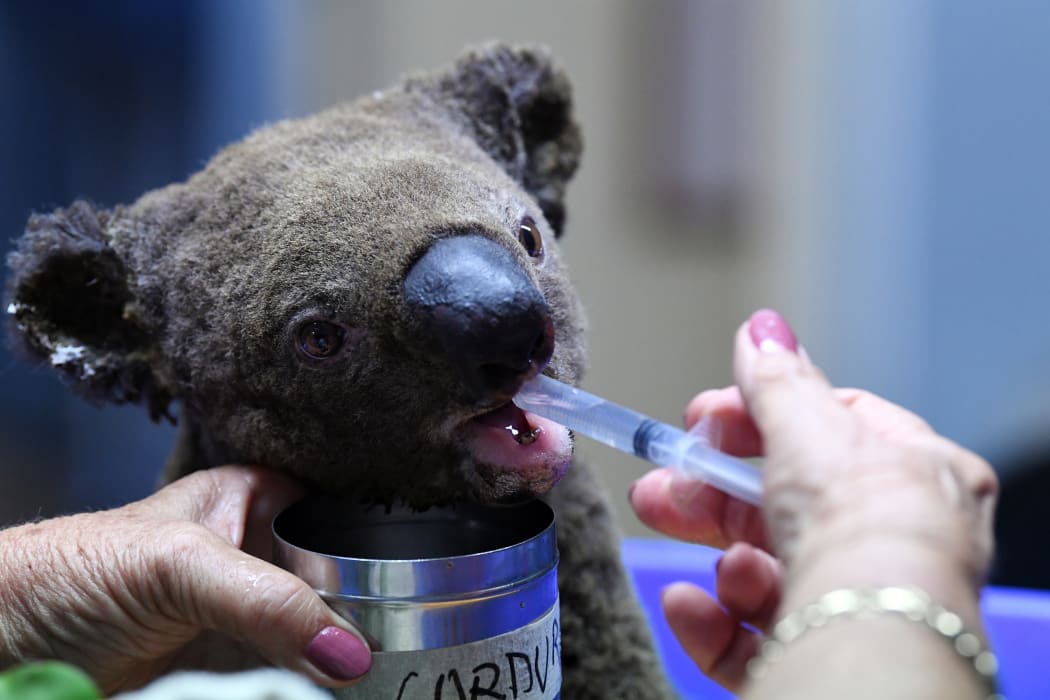 A dehydrated and injured koala receives treatment at the Port Macquarie Koala Hospital on 2 November, 2019, after its rescue from a bushfire.