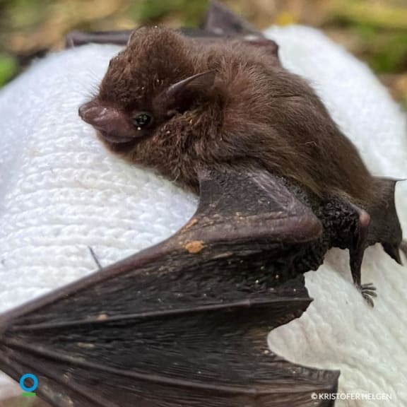 Largest discovery of endangered bats found in Fiji RNZ