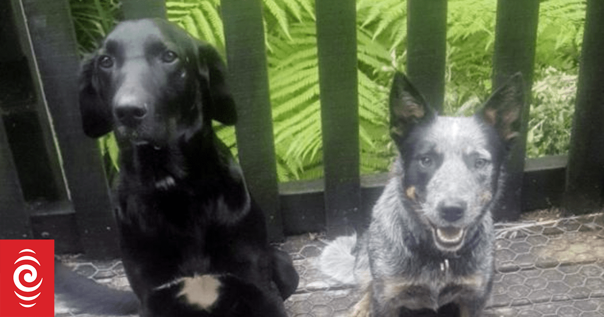'Beyond relieved': Dogs taken in stolen ute found