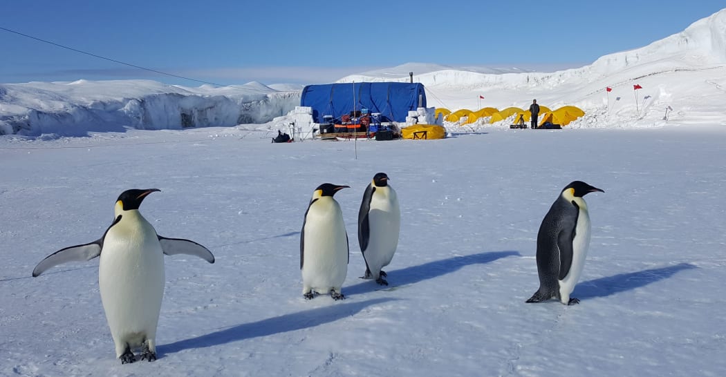 Non-breeding Emperor penguins visit the field camp where penguin researchers are living on the sea ice, sheltered by cliffs that are the seaward-edge of the Ross Ice Shelf.