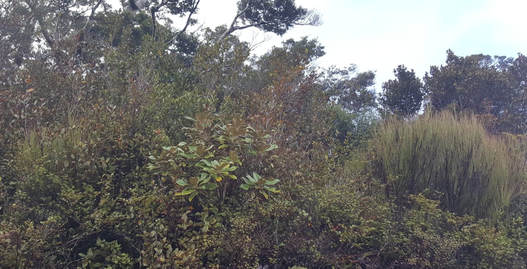 A small kohurangi plant (the large leaved plant in the middle of the photo) has survived on top of a steep road cutting, where it is probably out of reach of deer and goats.
