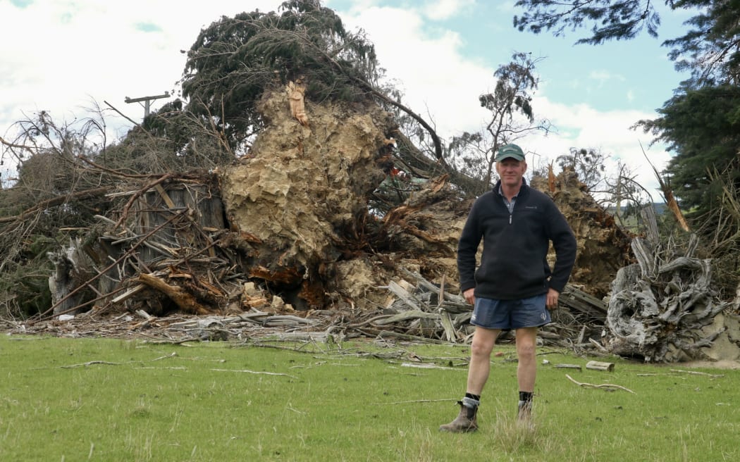 Tony Homer and the large macrocarpa trees which have fallen on his farm during severe spring storms, in October, 2025, taking out a span of powerline.