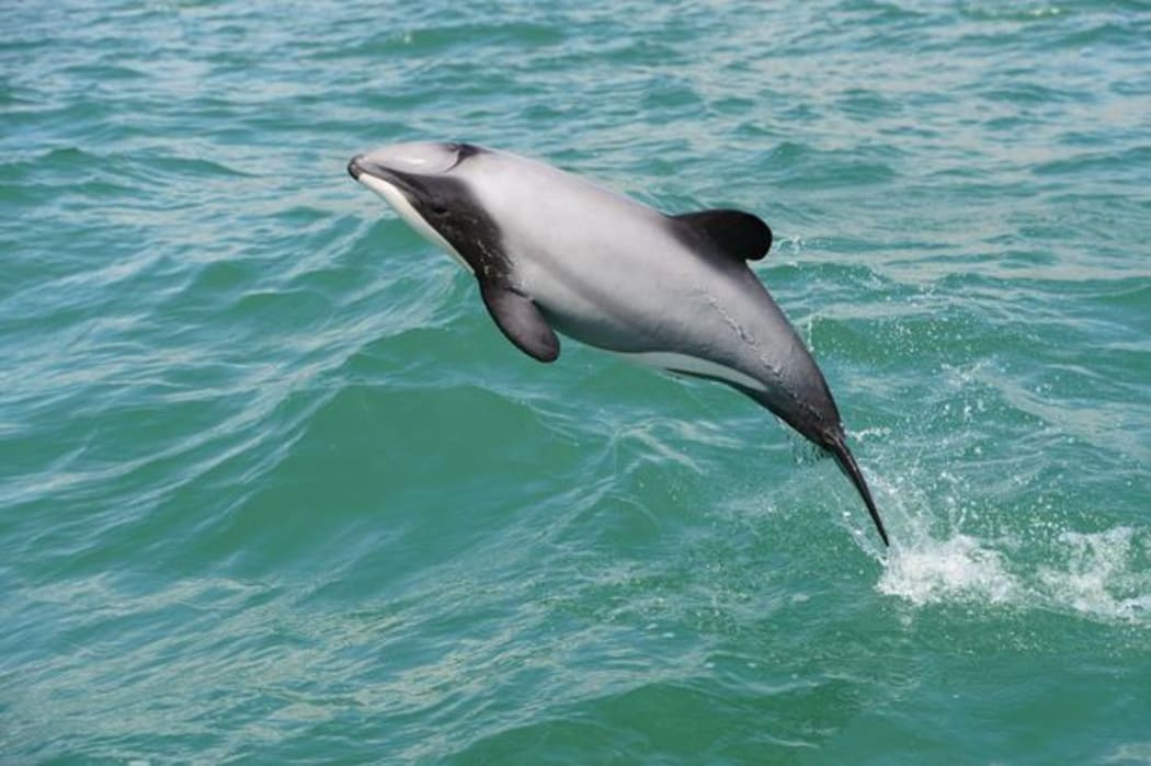 A Hector's Dolphin.