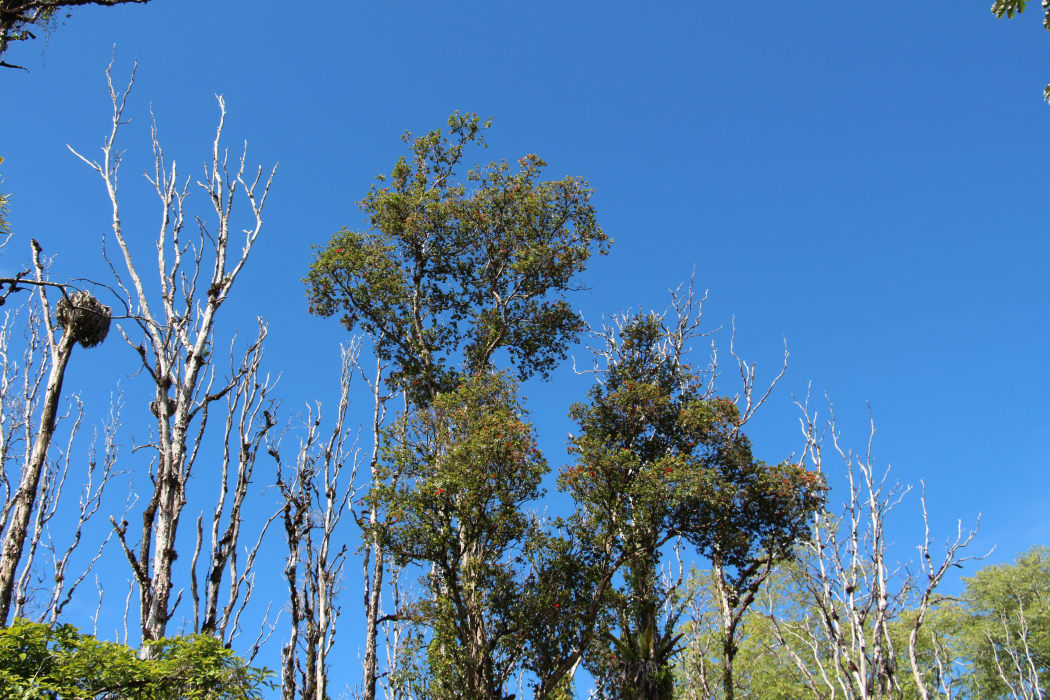 Dead and alive ōhi'a trees on Hawai’i island.