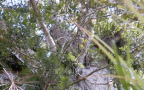 A large Kauri tree on the side of the road on the way to one of the many track entrances to the Waitakere Forest.